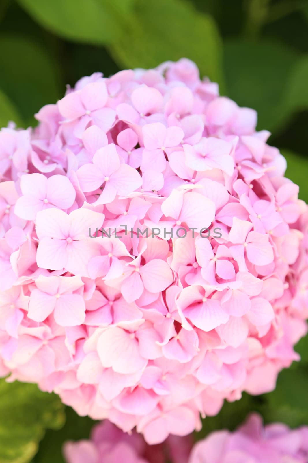 Pink inflorenscence of hydrangea. Close-up. A whole background.