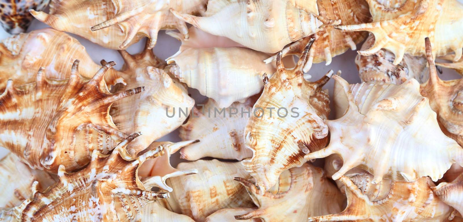 Many shells of rapana. Close-up. Background. Marine theme.