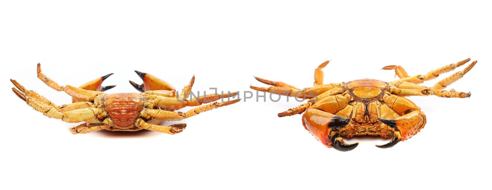 Two seafood red crabs isolated on a white by indigolotos