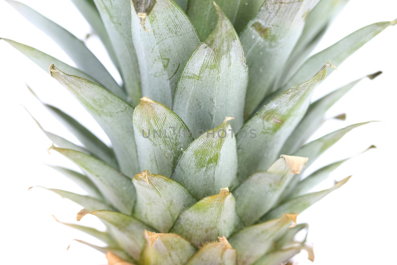 Tail of pineapple isolated on white. Close up.