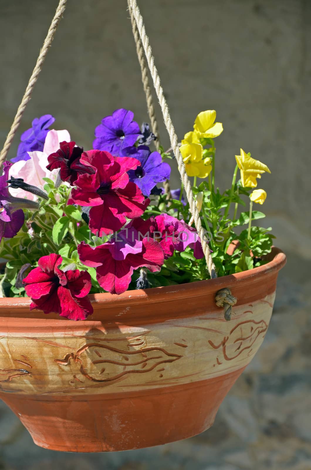Hanging clay pot with colorful petunia flowers