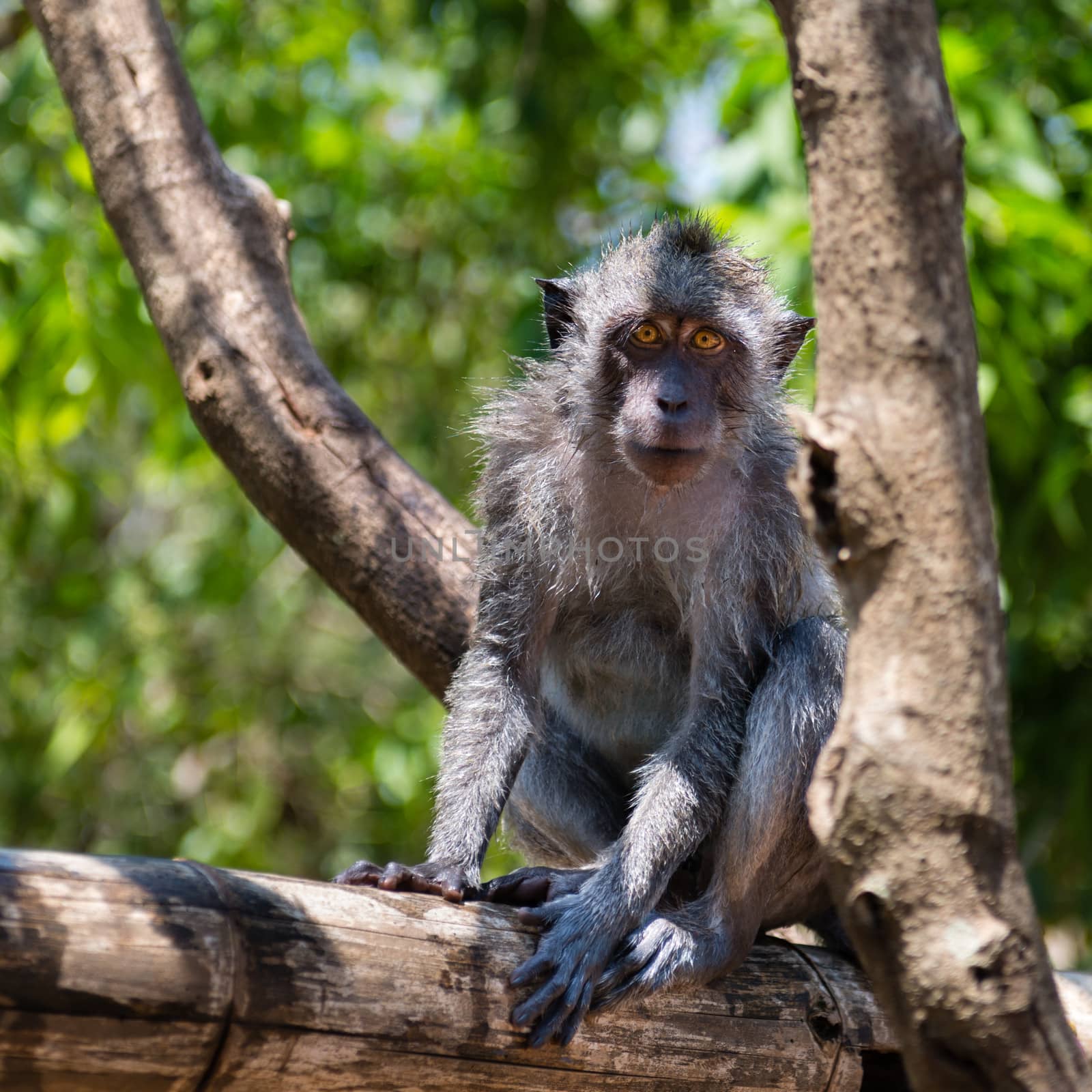 Portrait of a Balinese wild monkey sitting on a tree branch 