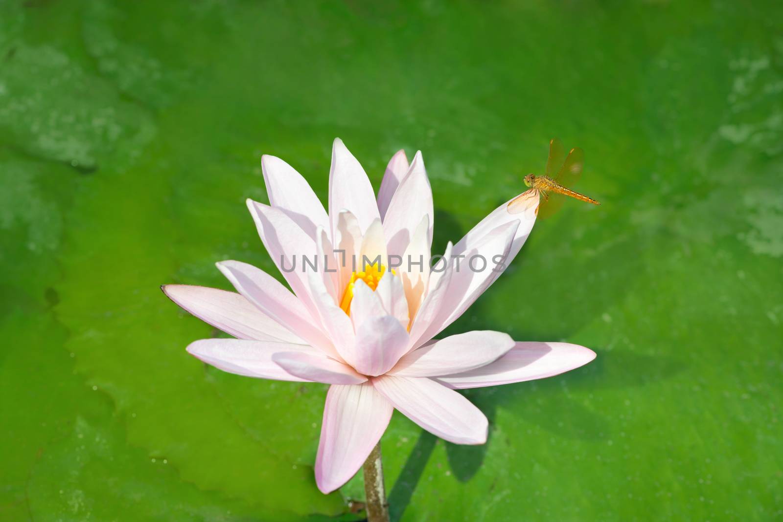 Dragonfly on a white lotus with green leaves on background