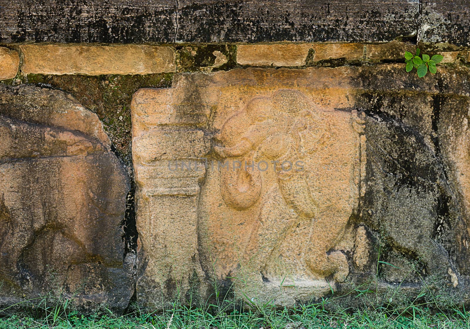 Ancient stone carving with elephants on the ruins of the ancient kingdom capital in Polonnaruwa, Sri Lanka 