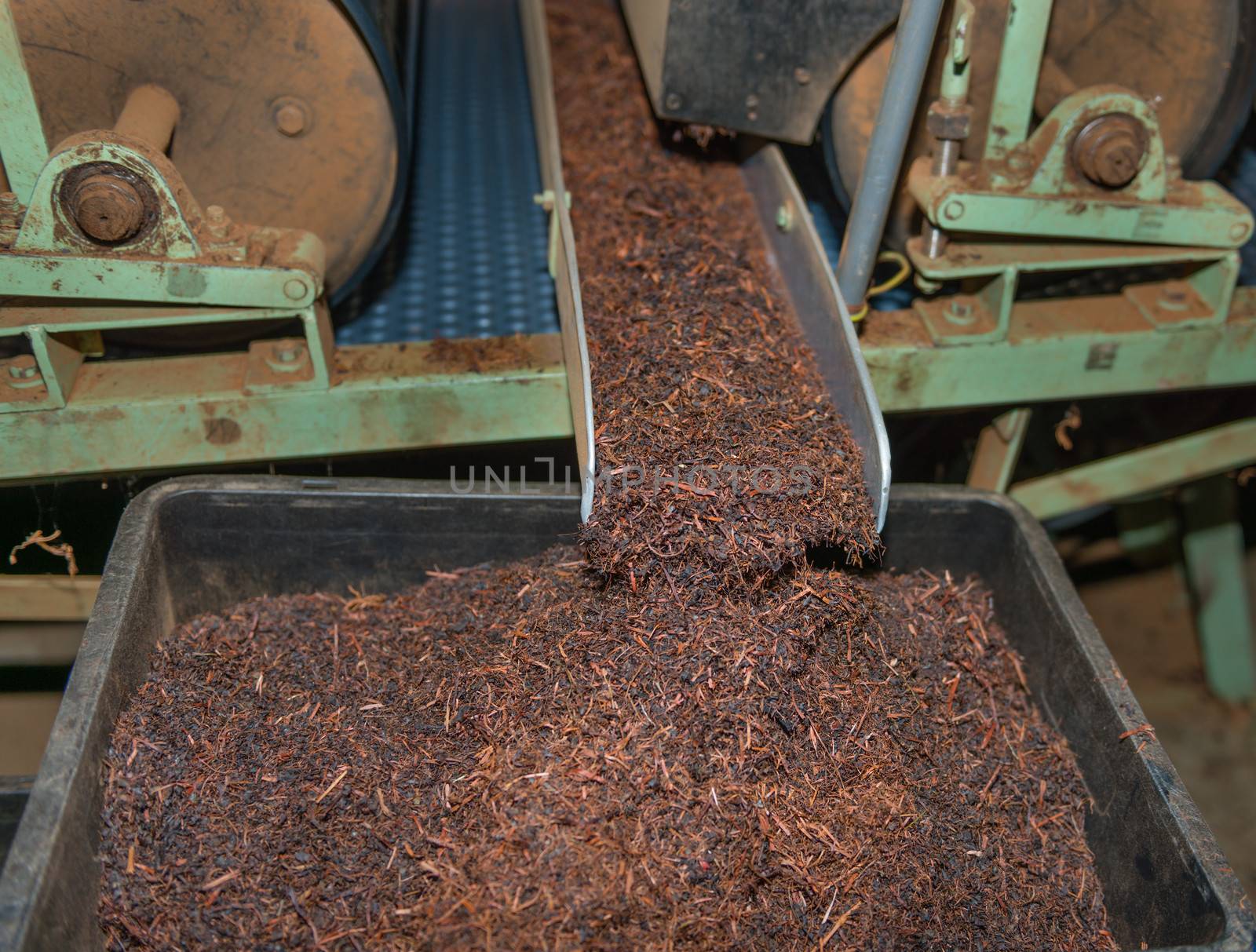 Tea sorting process on sorter on tea factory