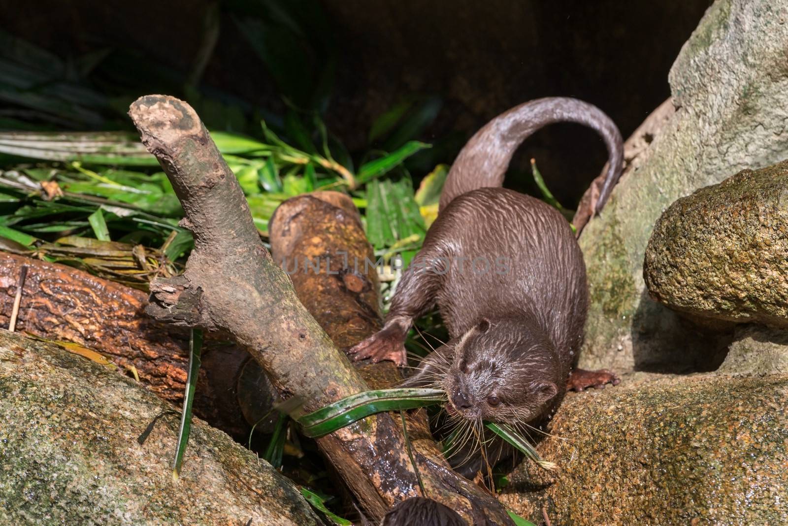 Asian small-clawered otter (Aonyx cinerea) in a front of cave