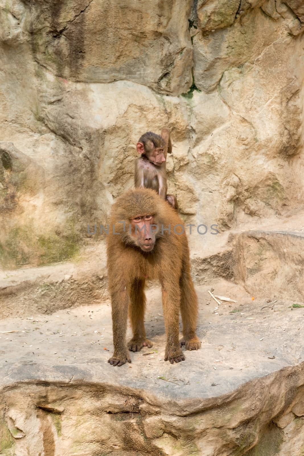 Baboon baby riding on it's mother's back with yellow stone on background. Selective focus on a adult face.
