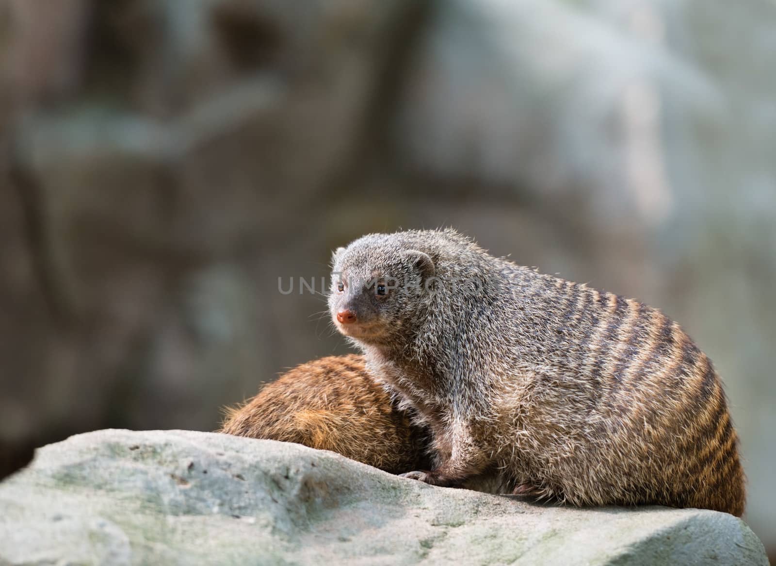 Two banded mongooses (Mungos mungo) on a stone