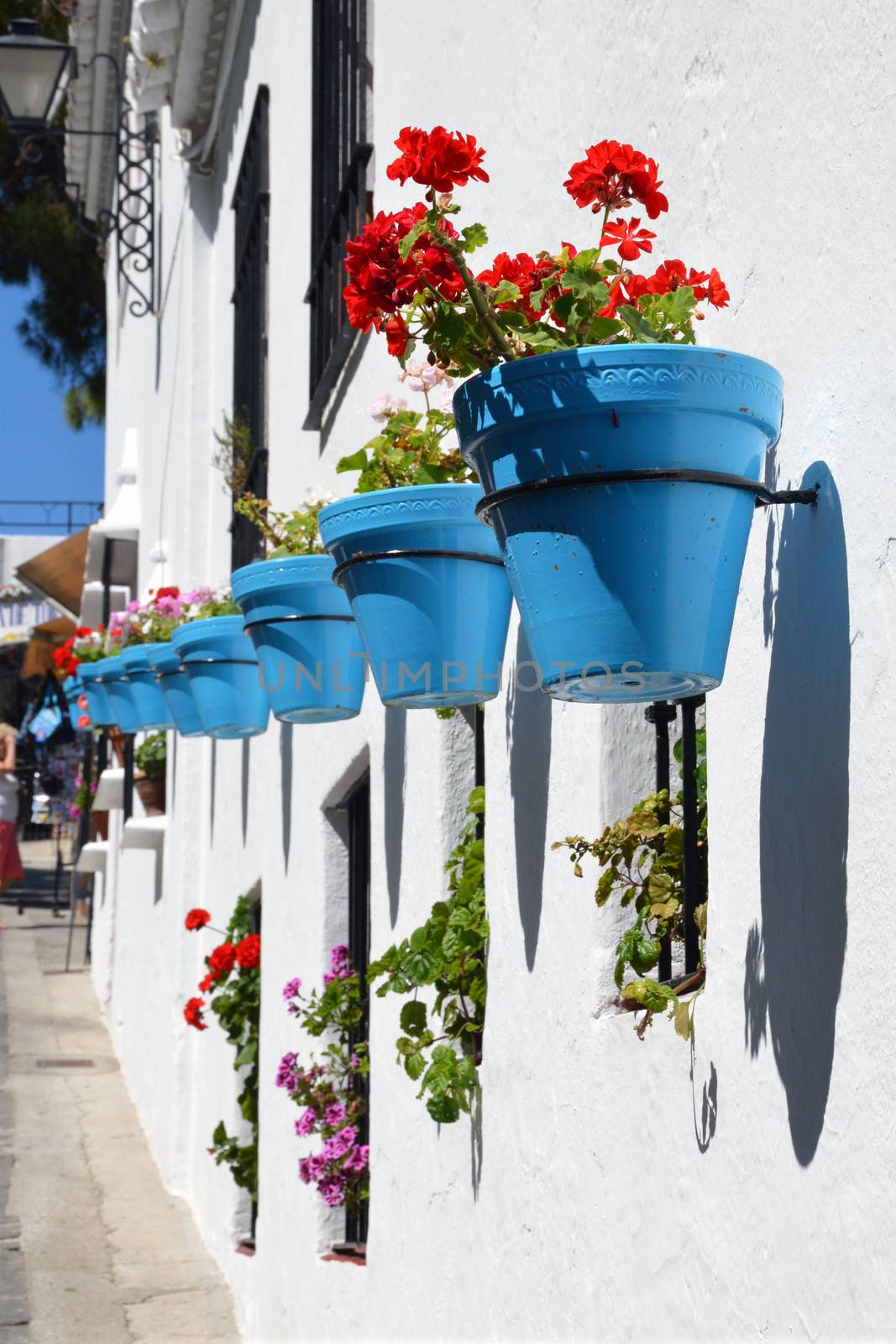 Flowers in a flower pot on the wall
