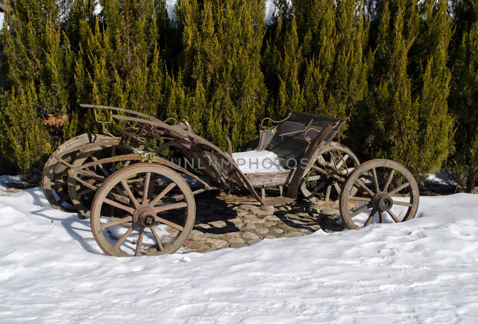 vintage wooden carriage snow winter thuja plants by sauletas