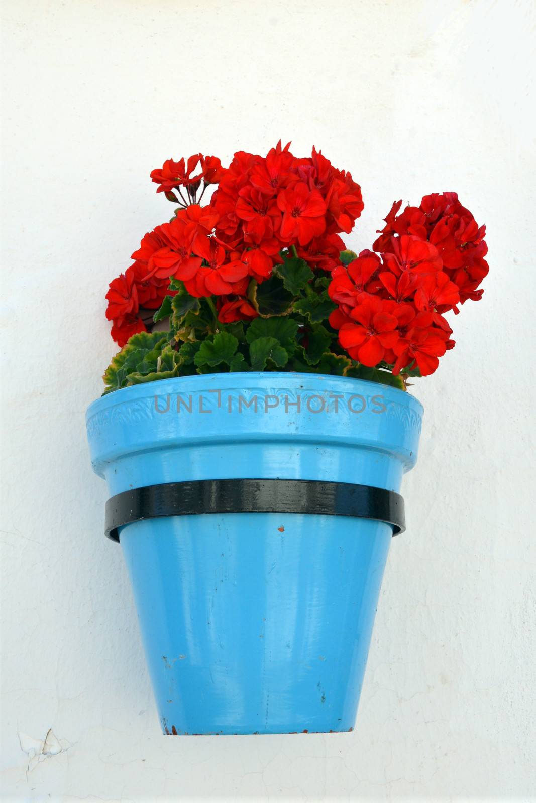 Flowers in a flower pot on the wall
