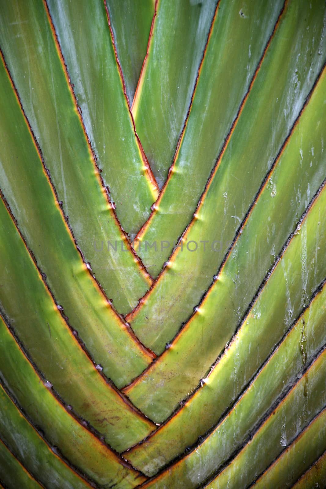 Ravenala - traveller's palm or traveller's tree in a garden in Eastern Congo (DRC)