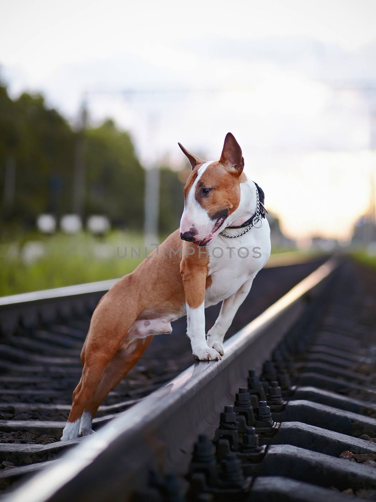 Bull terrier on rails. by Azaliya