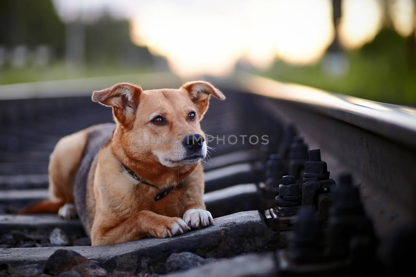 Grieving dog. The lost dog. Sad dog on rails. Not purebred dog. The large not purebred mongrel. Dog and railroad.