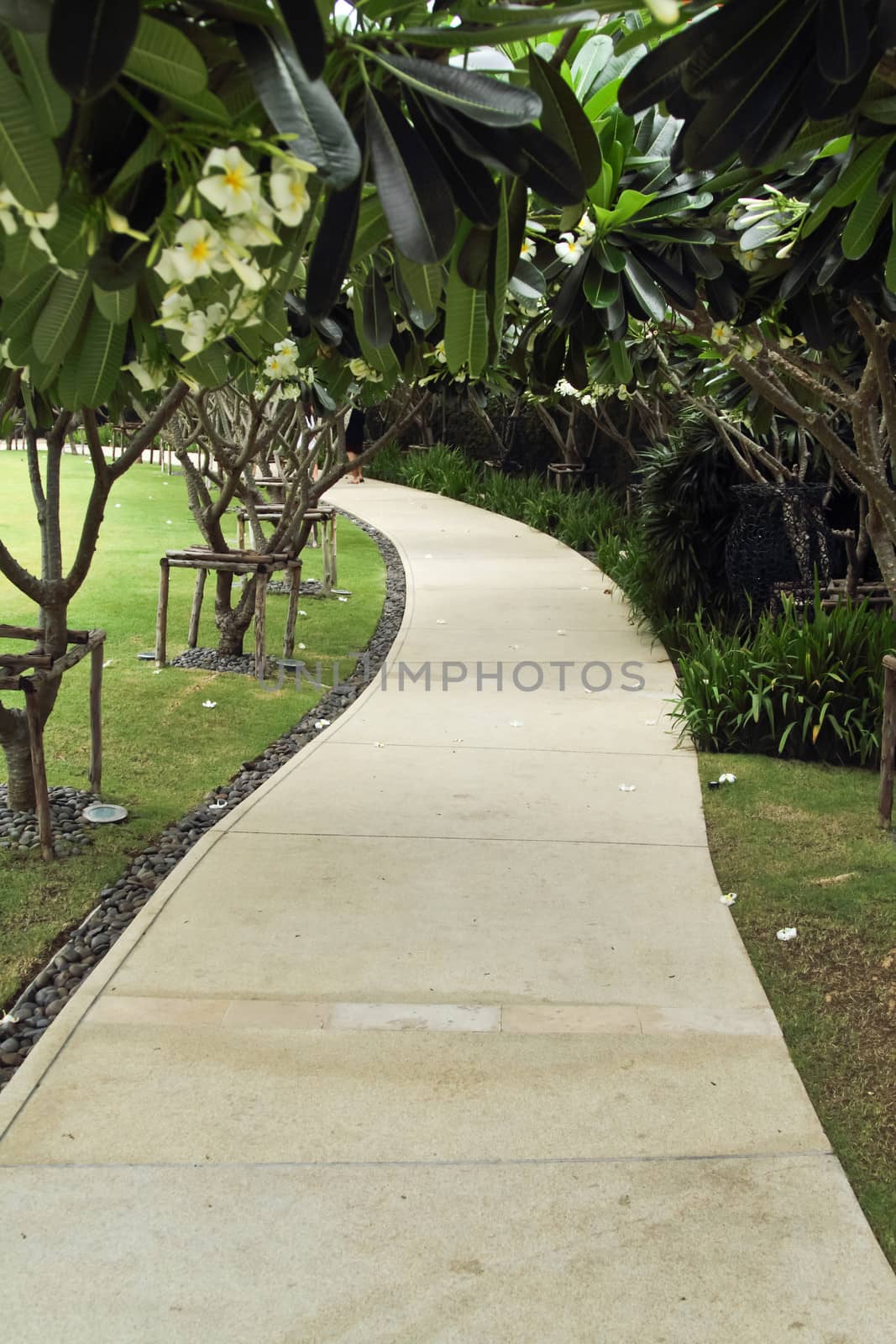 Garden pathway with under Plumeria tree decoration