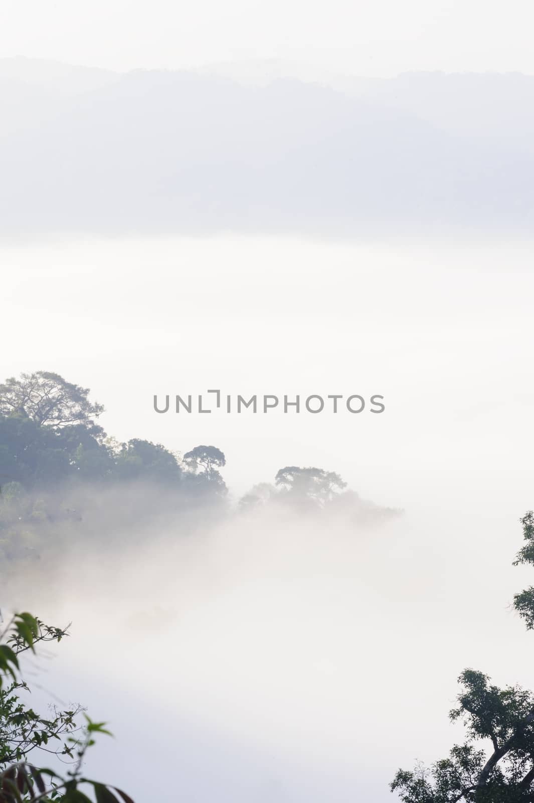 Tropical mountain mist in rain-forest Thailand. by ngungfoto