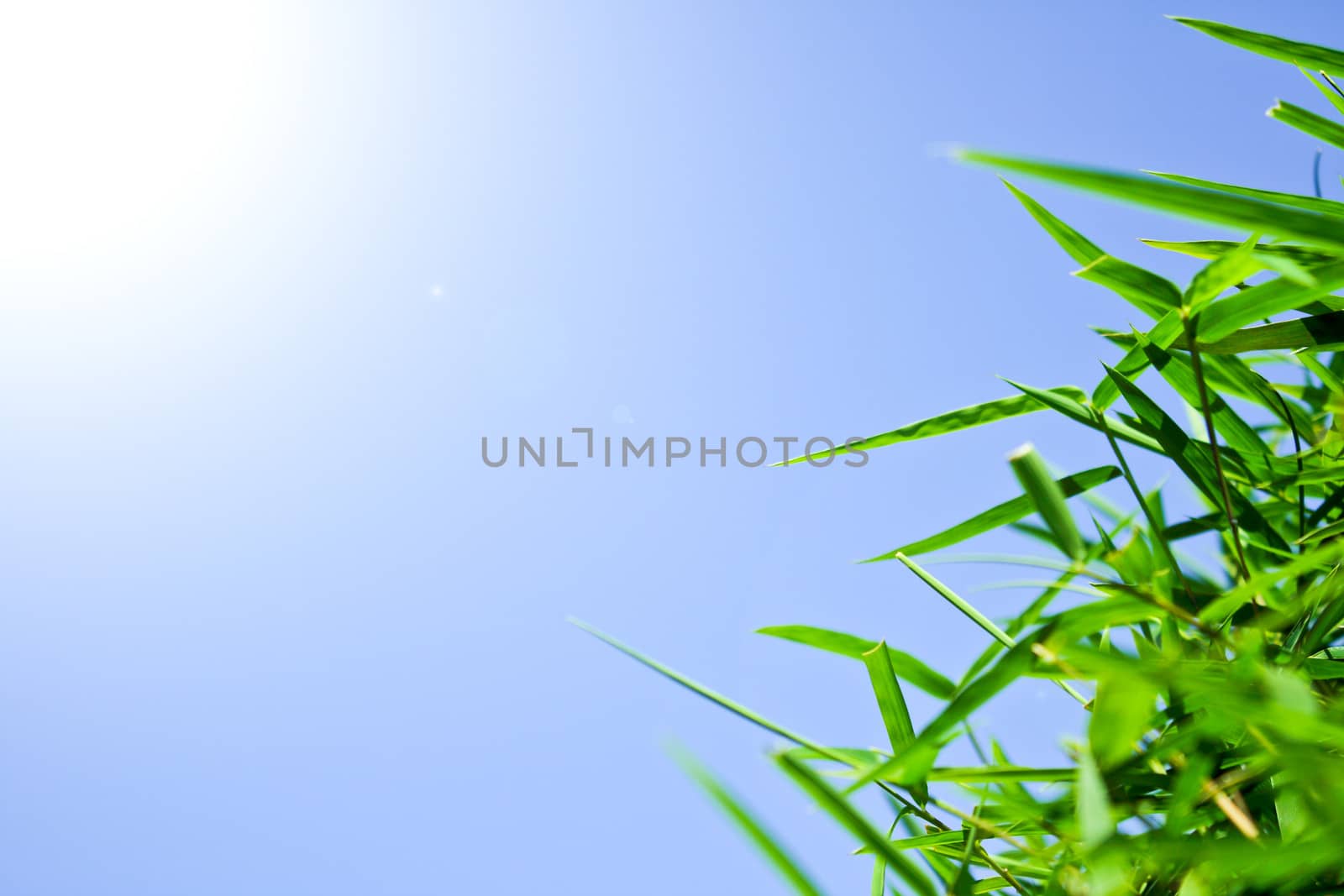 Green leaf with blue sky