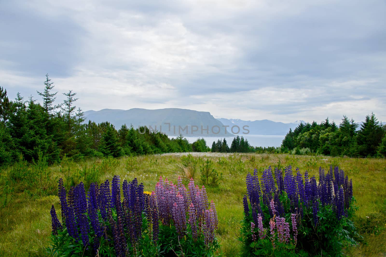 Wildflowers on a meadow with mountains and sea in the background