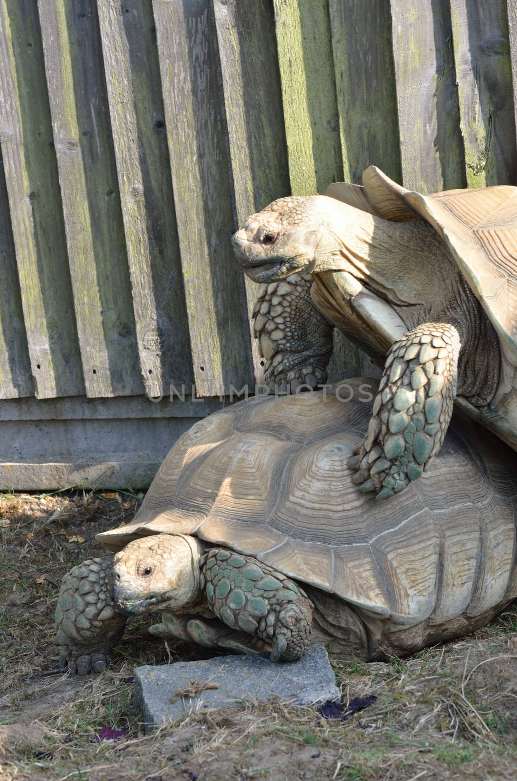 Two Tortoises Mating