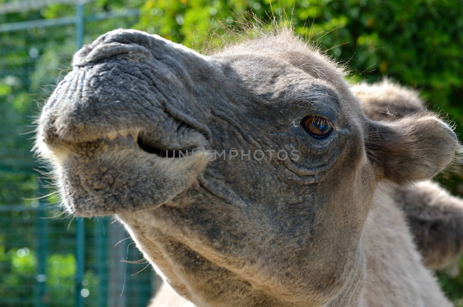 Head of Camel in close up