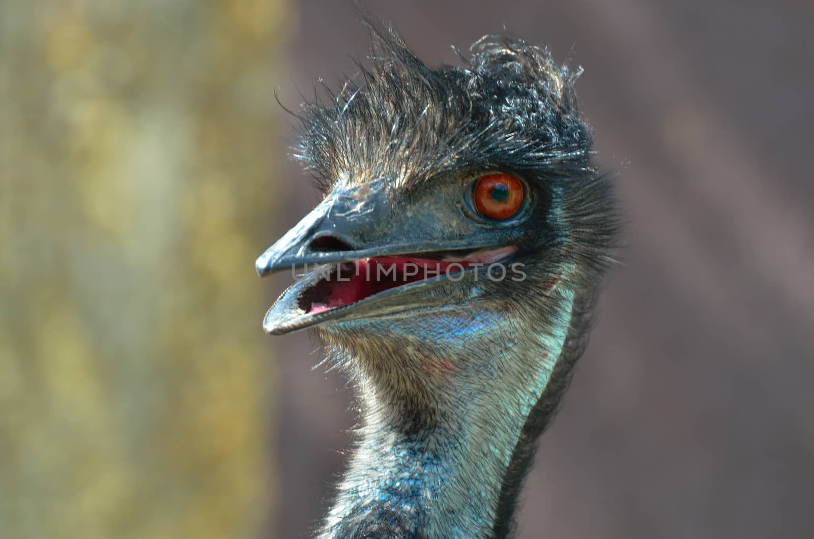 Cute head of Emu