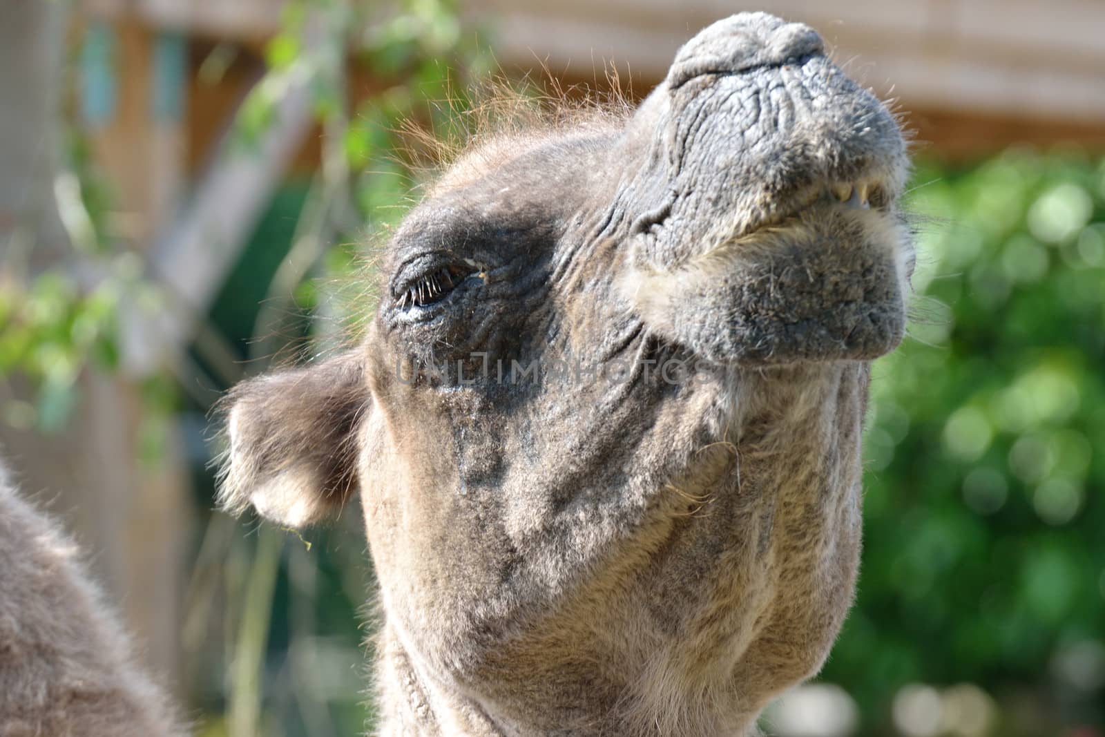 Head of old looking camel by pauws99