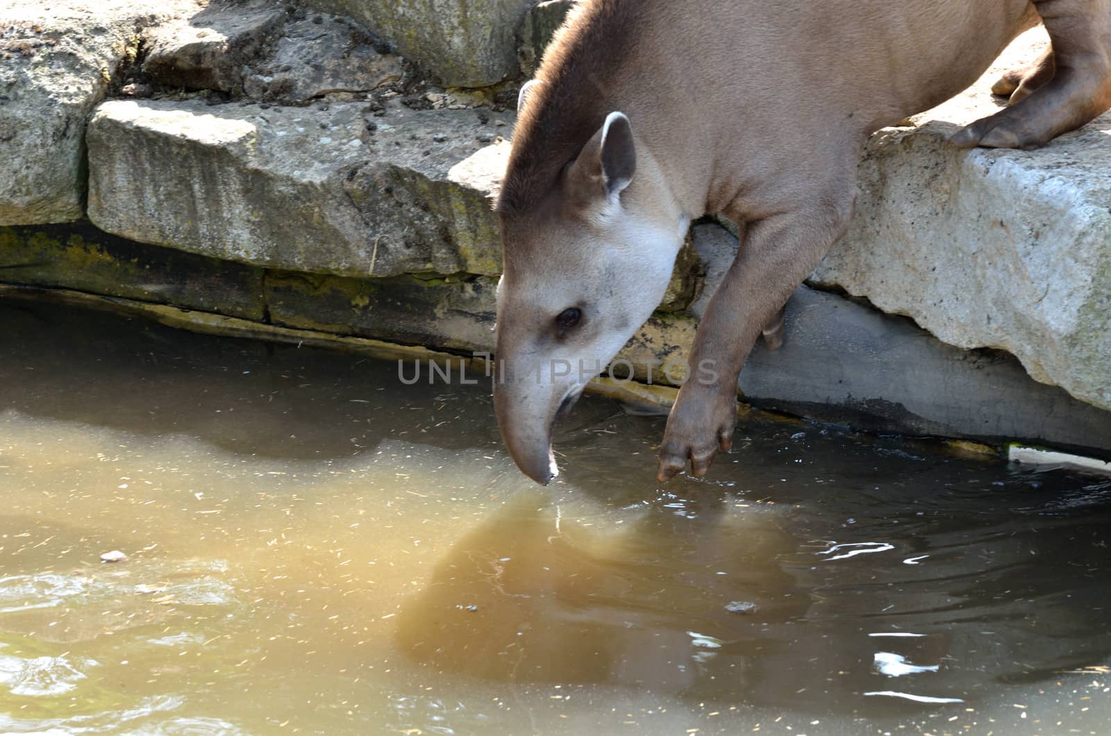 Young Tapir testing the water