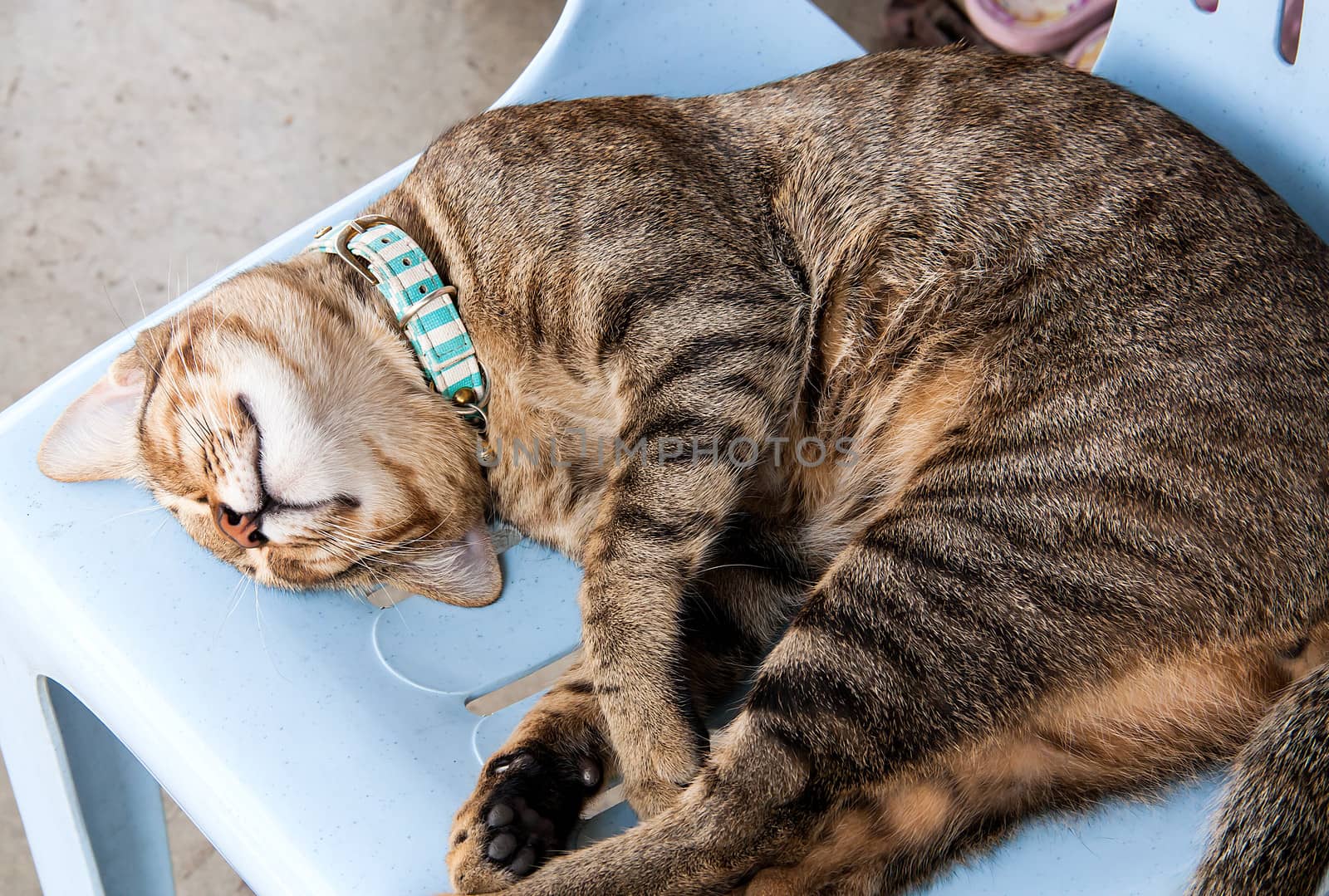 Cat sleeping on a blue chair.