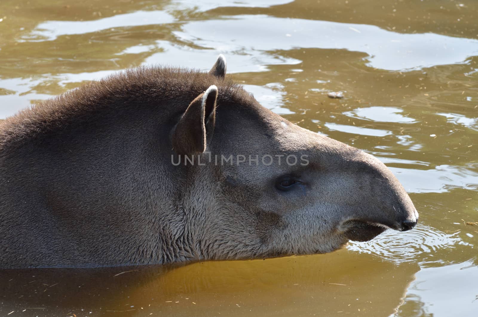 Young Tapir in water