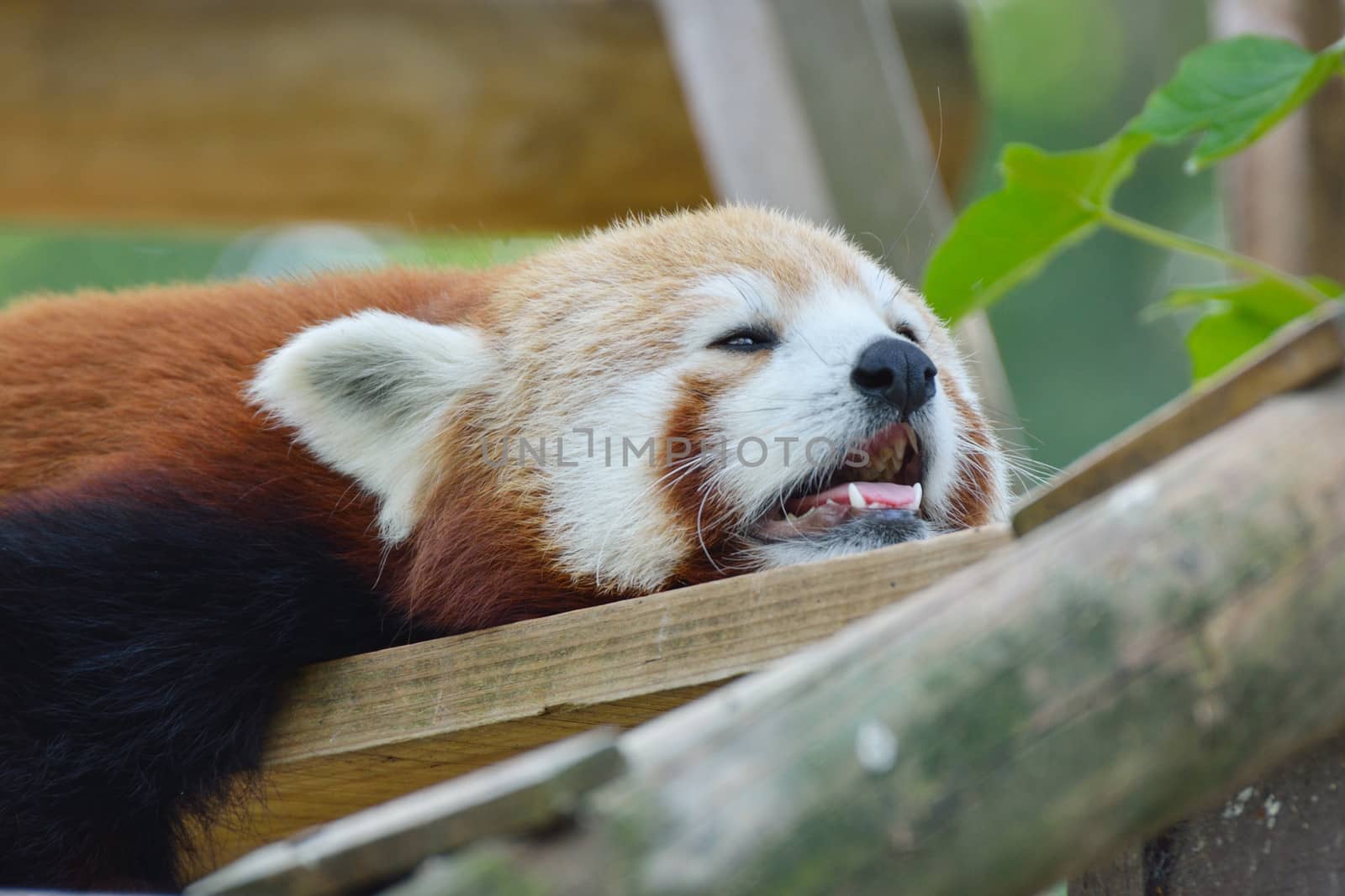 Red panda resting