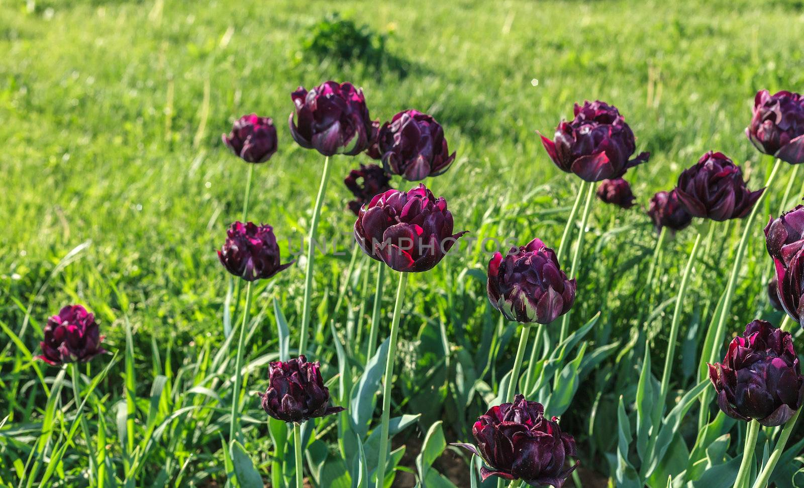 Black tulips on the background of green grass