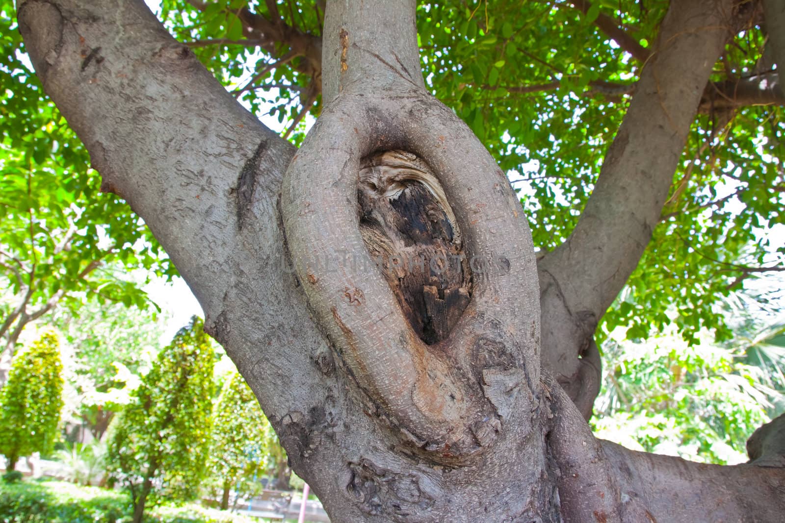 Tree bark, dry parts of the tree.