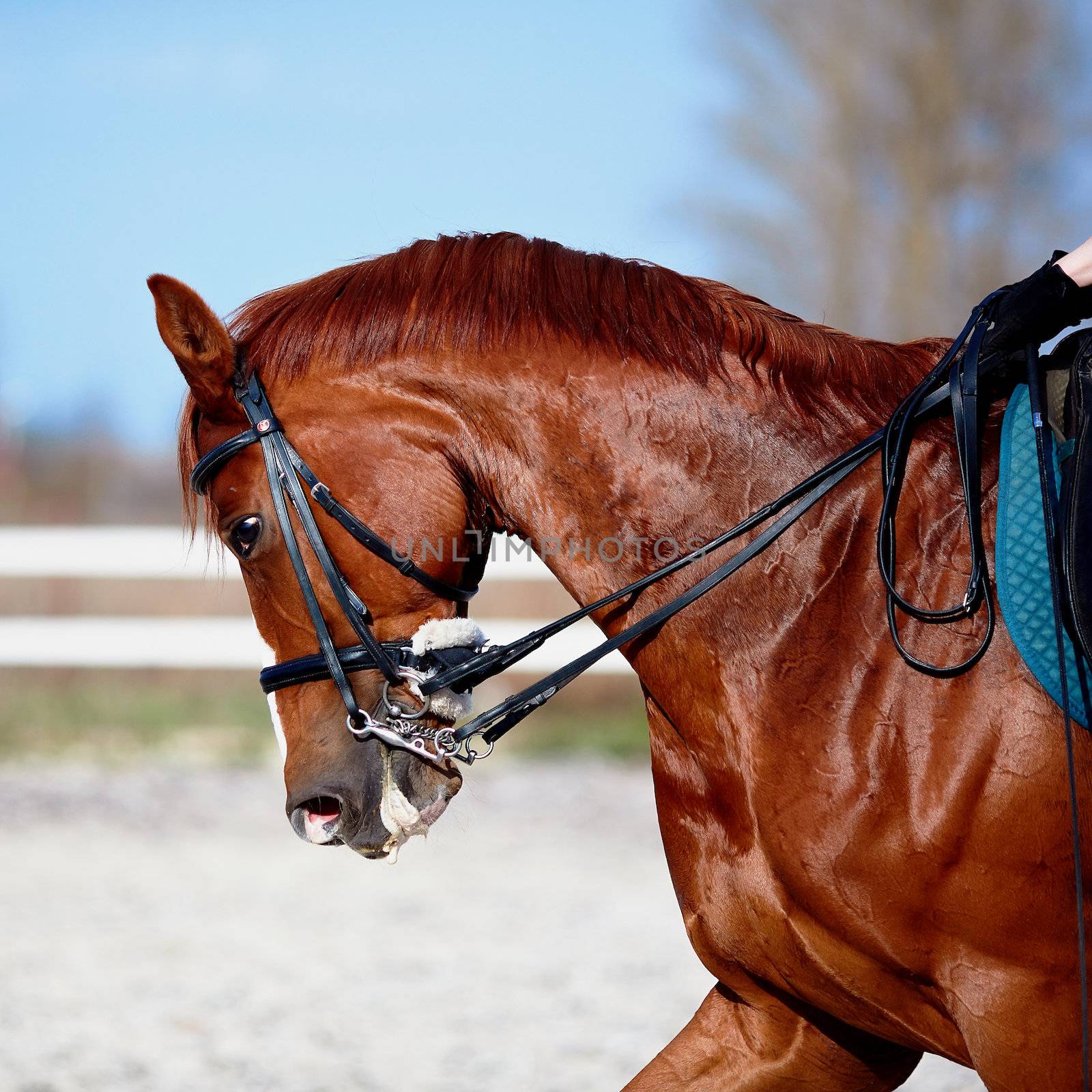 Portrait of a sports red horse. by Azaliya