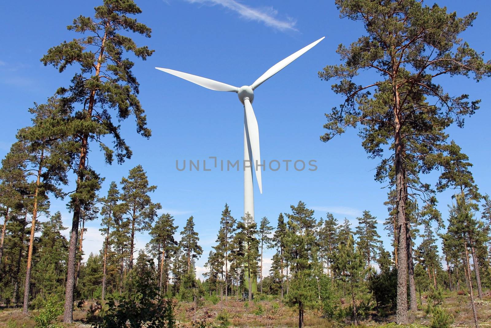 Wind turbine in pine forest near Hanko, Finland, on a bright day at summer.