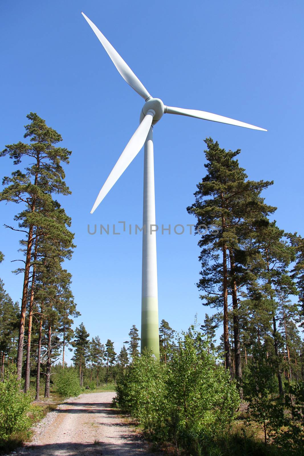 Wind Turbine in Pine Forest by Tainas