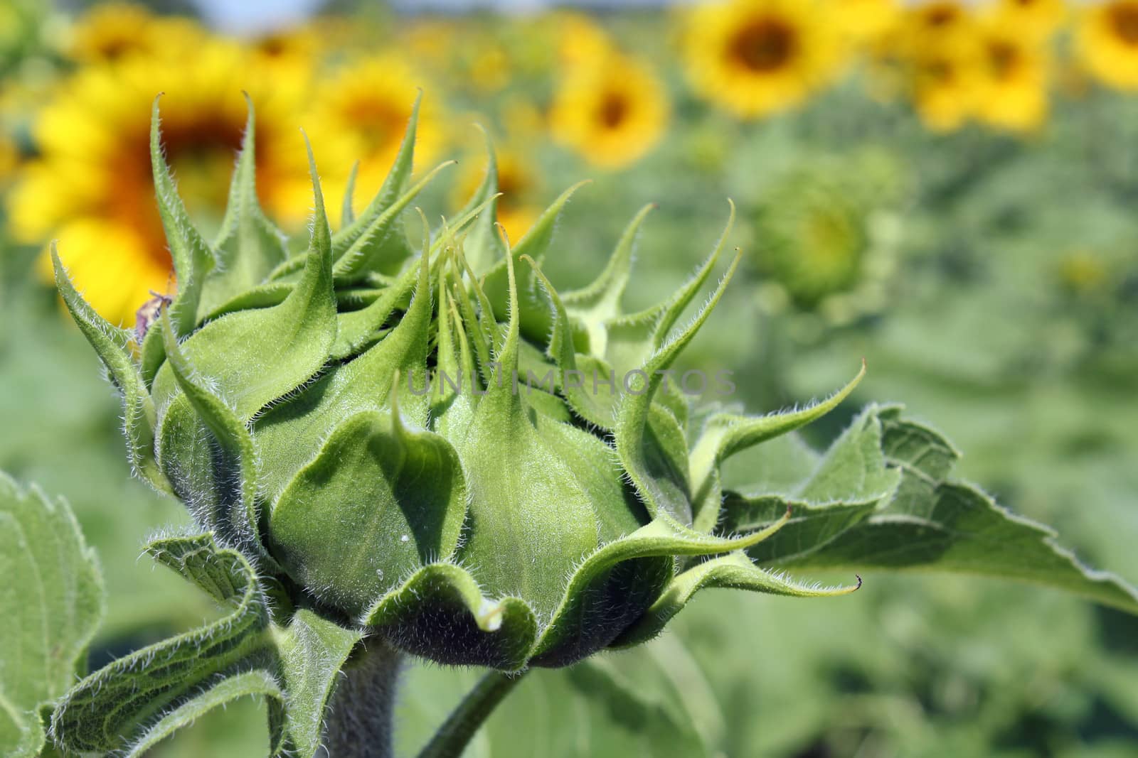 closed sunflower close up agriculture by goce