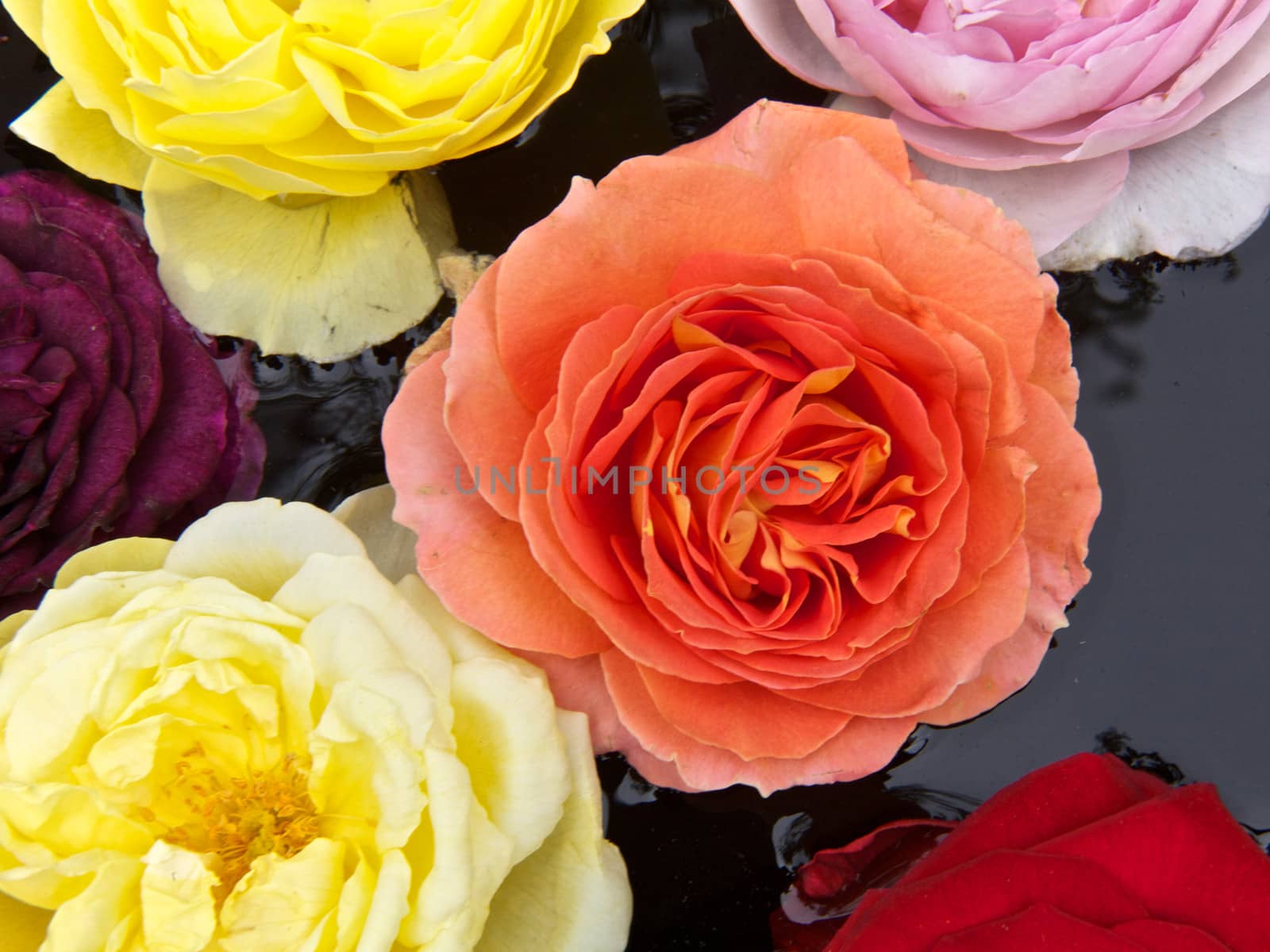 Beautiful roses for Weddings and event, top view floating flowers in water