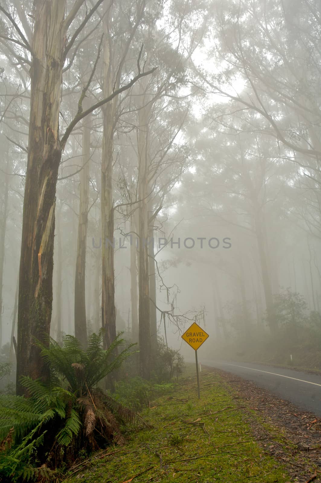 Misty drive thought the forrest  by instinia