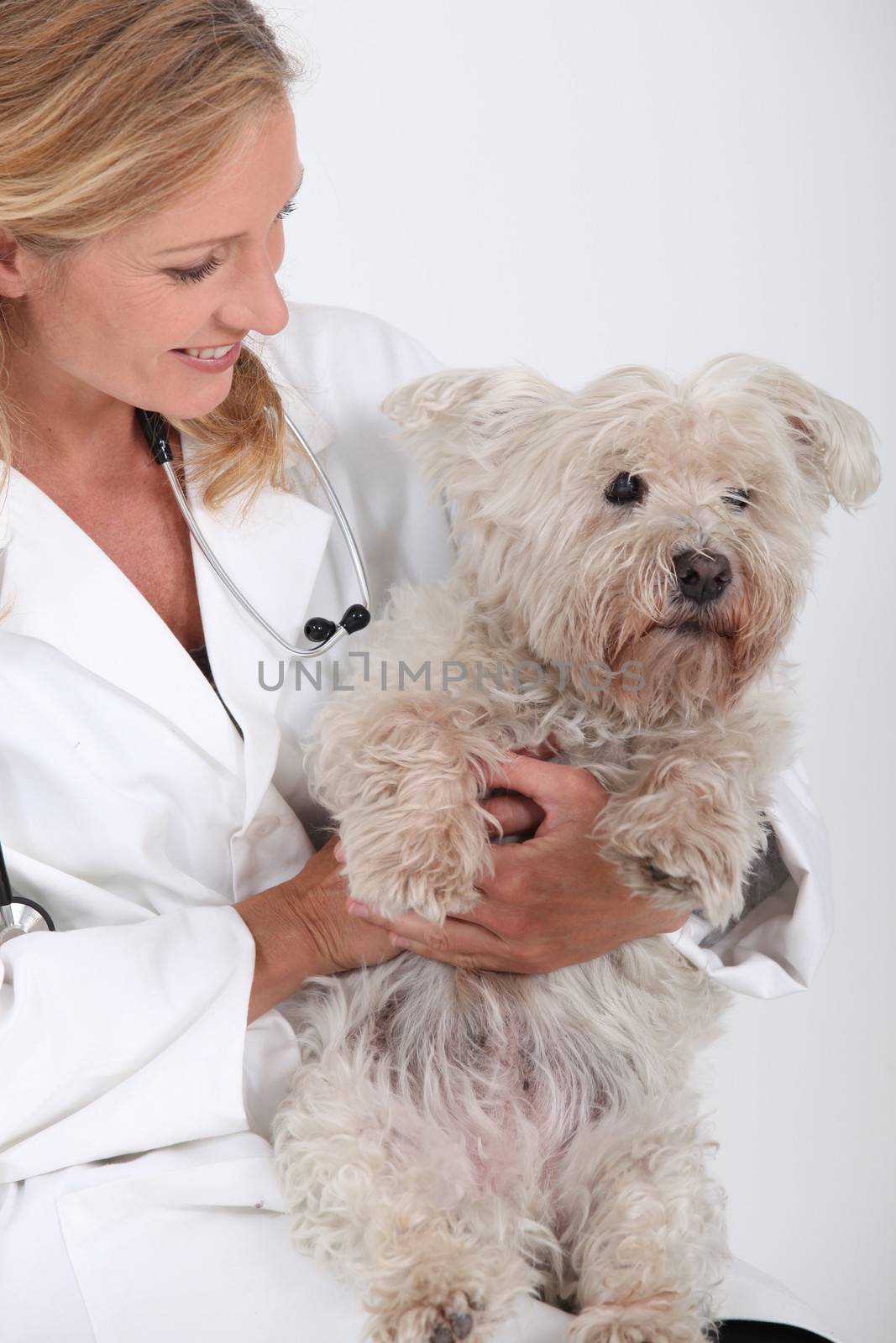 veterinarian holding dog by phovoir