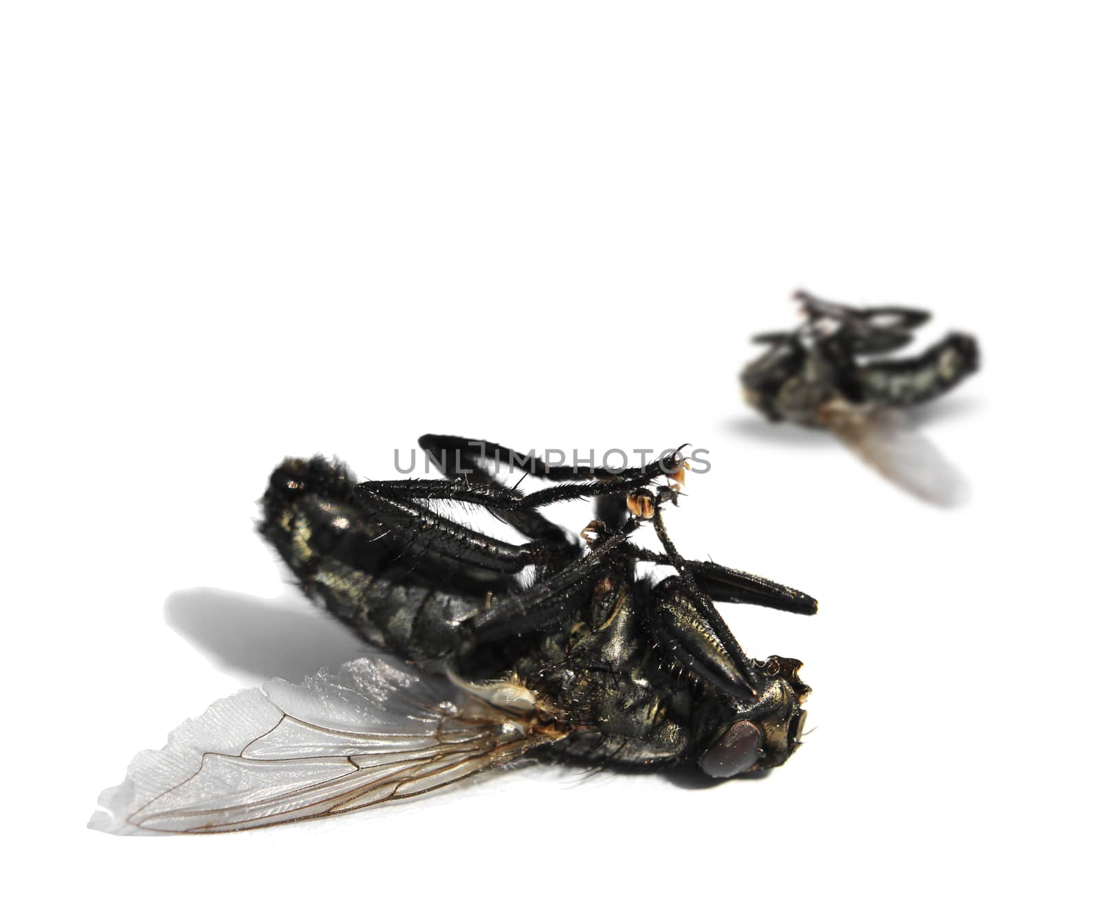 Two dead flies on white background