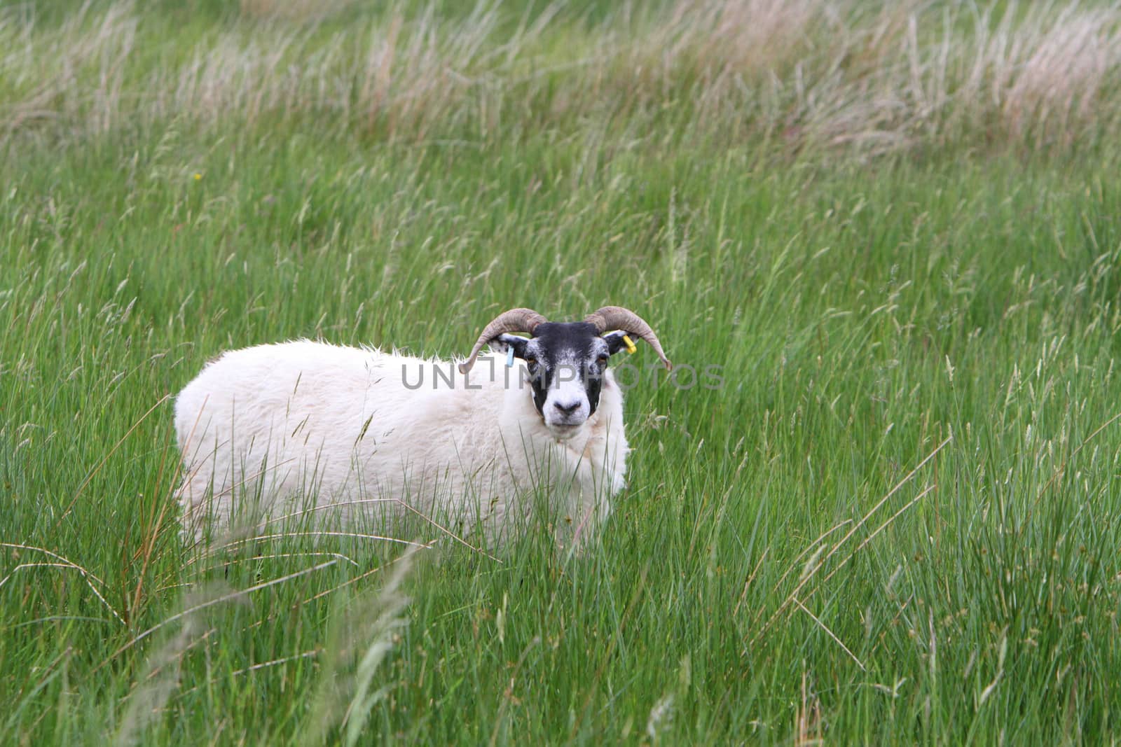 Sheep in a meadow