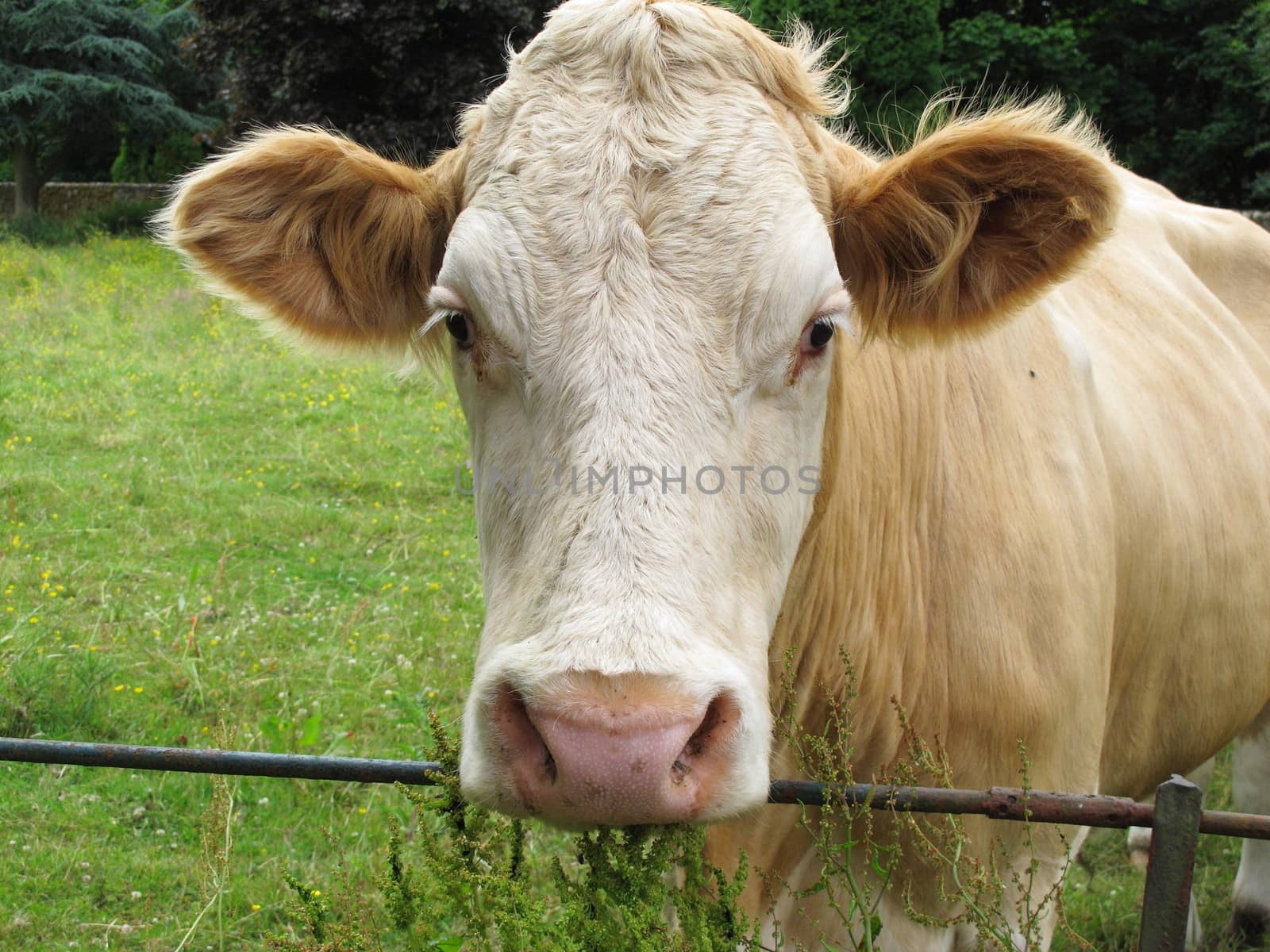 Cow