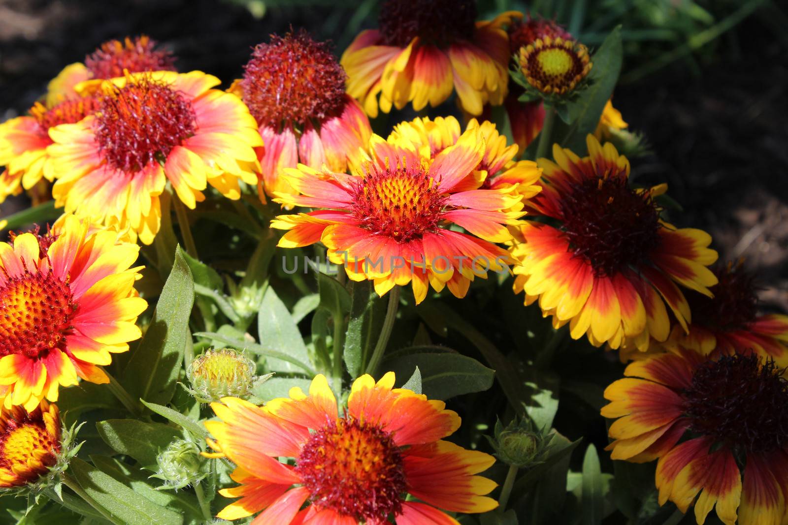 Gaillardia or the Blanket flower is a perennial and annual plant derived from the Sunflower plant.