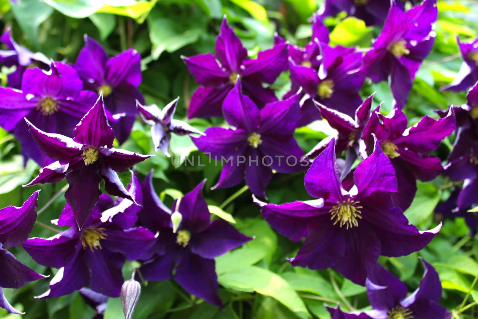 The Clematis flower is a hybrid plant in the Buttercup family and is a favorite of gardeners.