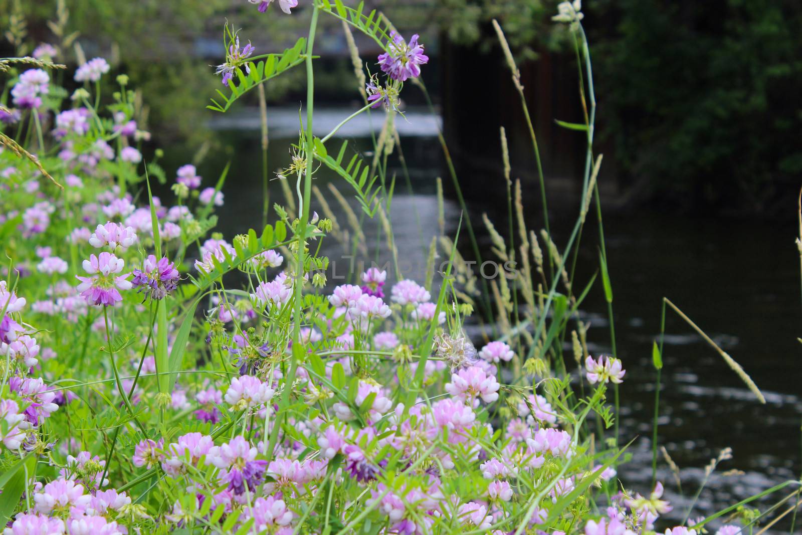 Corinilla varia or Purple Crown Vetch is a wildflower which is a low growing vine used for erosion control.