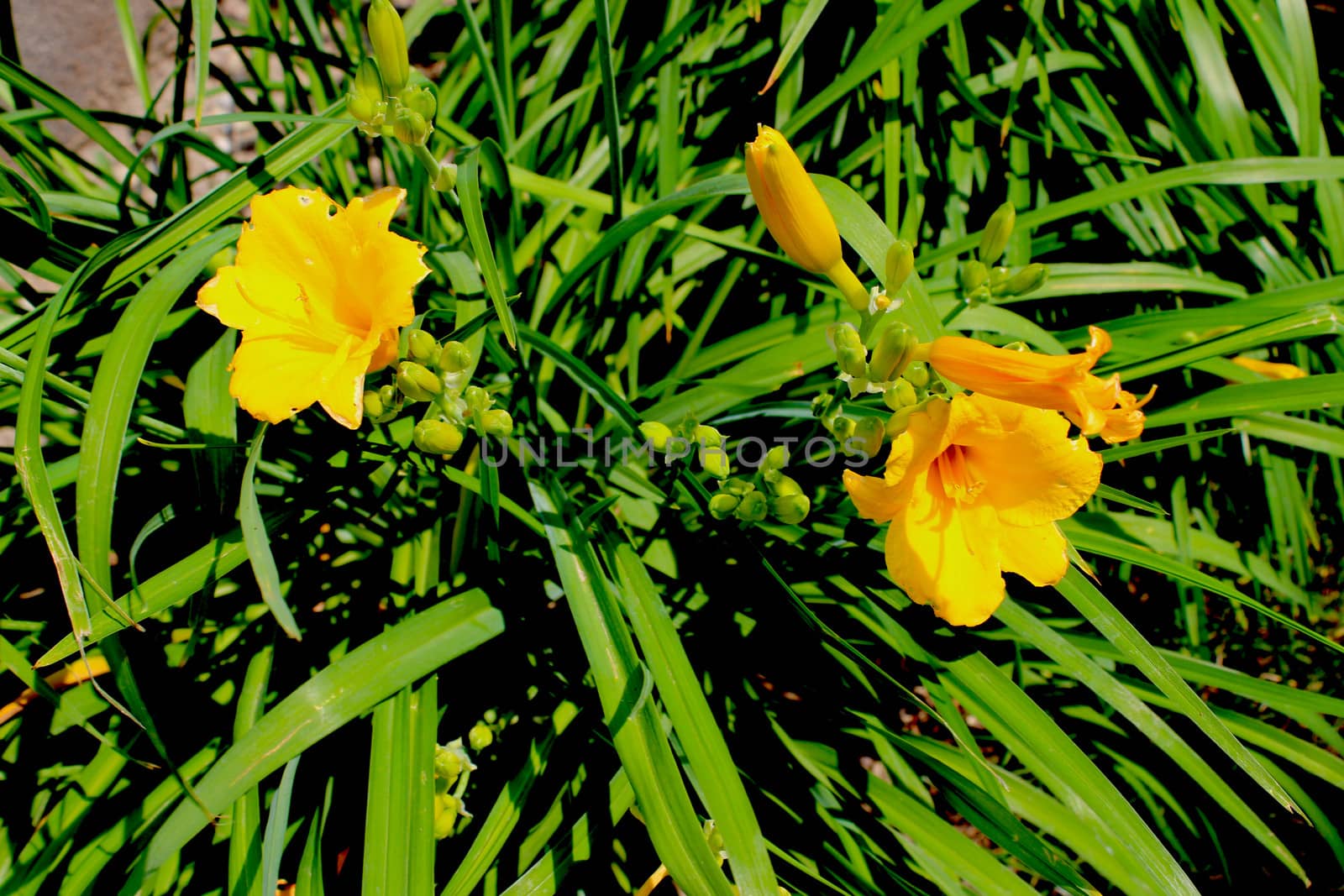 Daffodil Flowers by Catmando