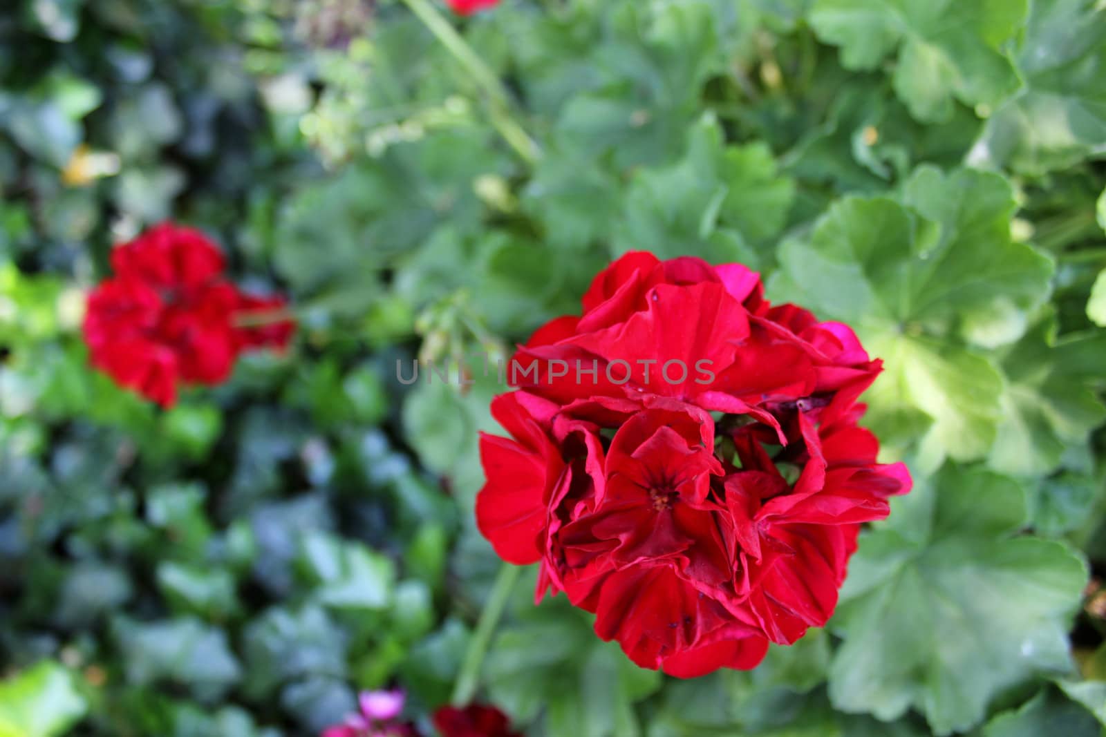 The Geranium flower can be an annual, biennial or a perennial plant and comes in various colors.