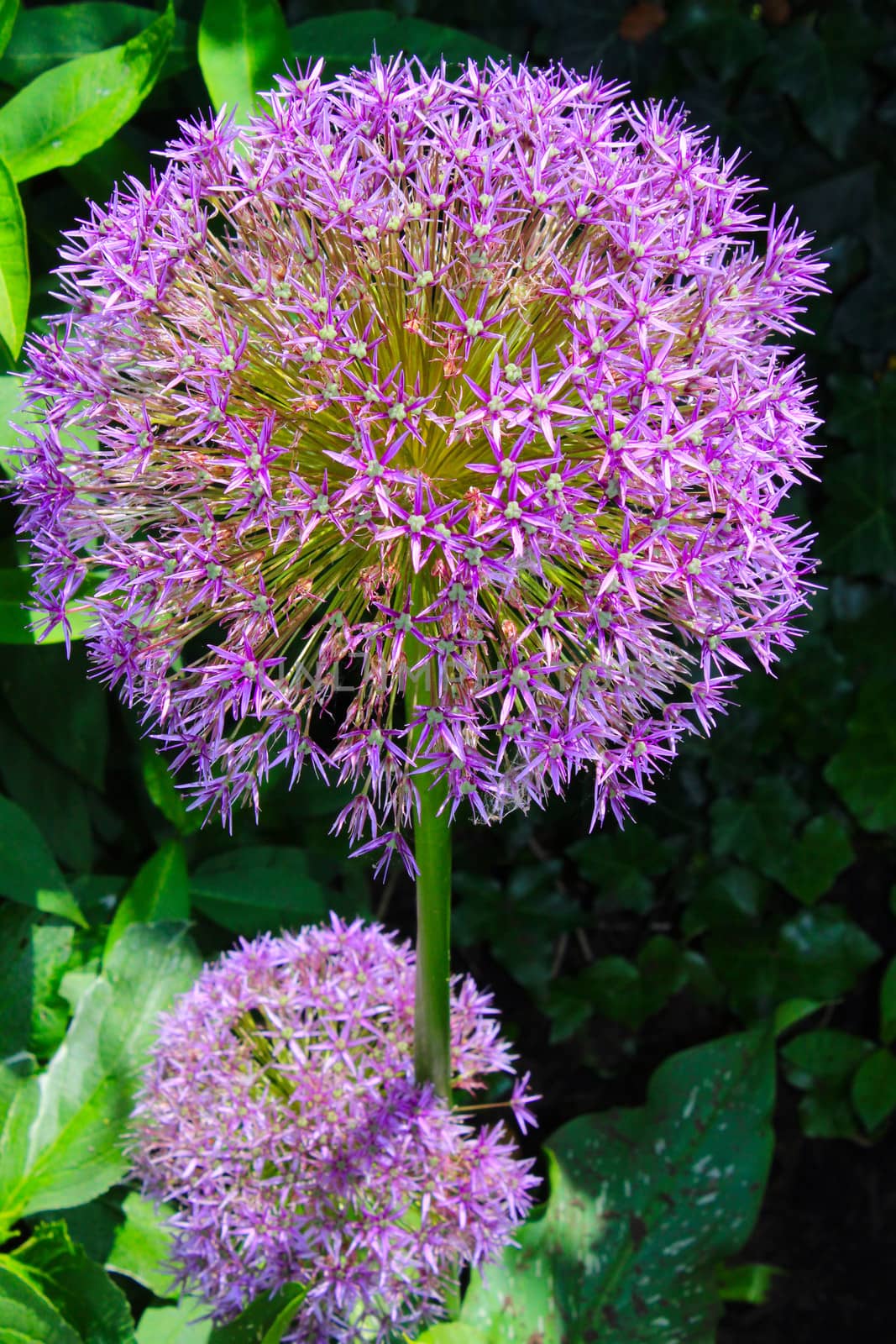 Globe thistle flowers come in white or purple and is a perennial plant.