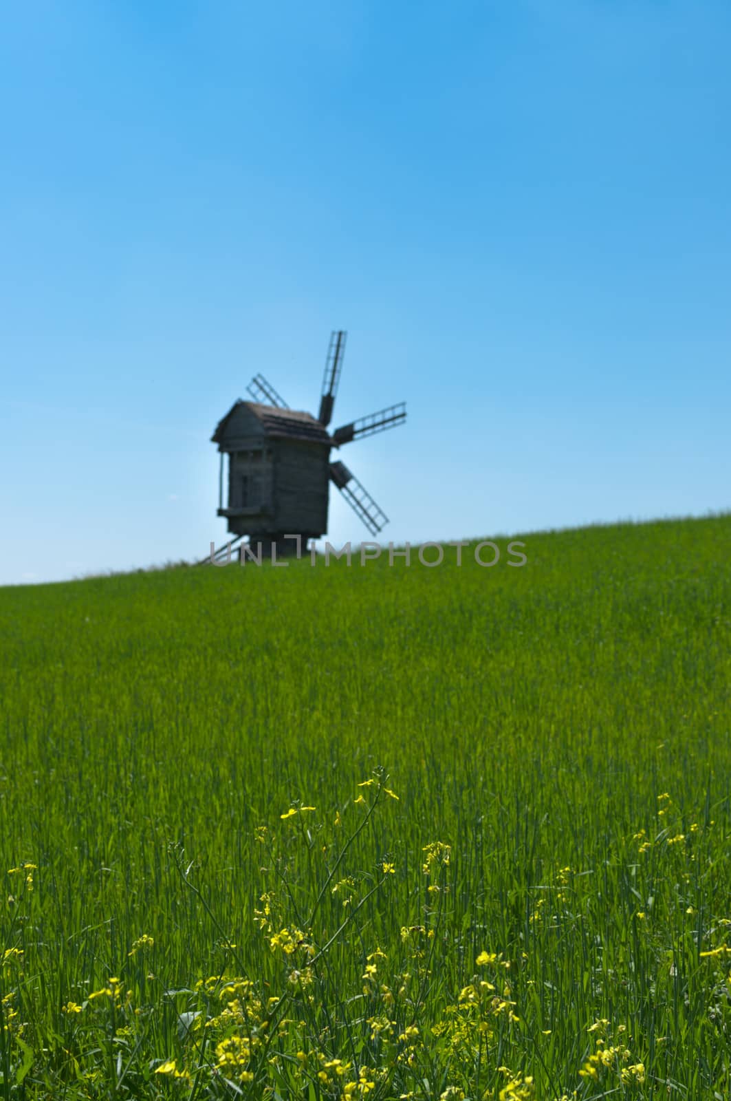 Old wooden windmill on horizon. Clear, sunny summer day. In the foreground is fresh green grass and flower.