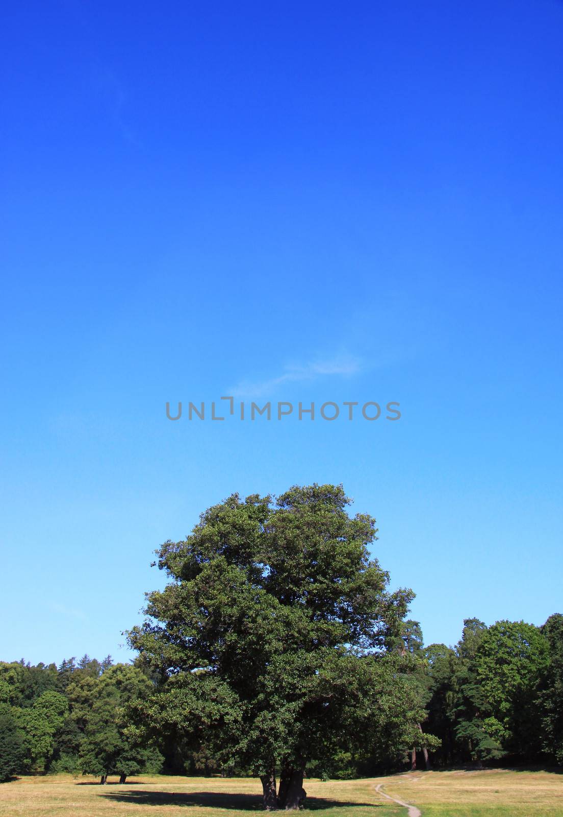 A large tree on a meadow, space for text